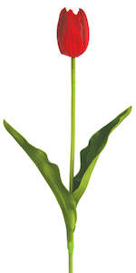 Flowers Stuvwxyz: Tulip - Triumph - Kansas Red - Box Lot Deal (6) ✰✰✰ SPECIAL ✰✰✰