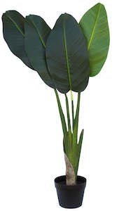 Trees And Topiaries: Banana Palm Plants 100/110cm ✰✰✰ SHOWROOM SPECIAL ✰✰✰