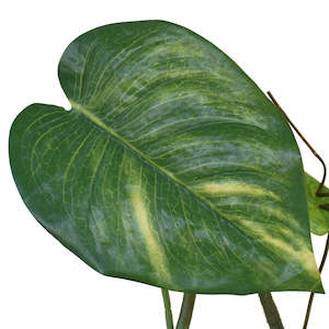 Pothos Garland - 6ft - Box Lot Deal (3)