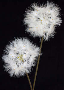 Dandelion Flower - Artificial - Box Lot Deal (6)