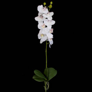 Orchid with leaves - White - 60cm ✰✰✰ HALF PRICE SPECIAL ✰✰✰