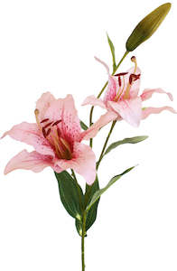 Lily - Casablanca - Pink Cream