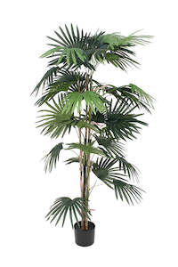 Trees And Topiaries: Fan Palm Tree 150cm