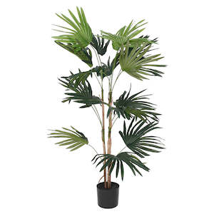 Fan Palm Tree 91cm