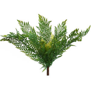 Fern - Asparagus Fern Bush - Box Lot Deal (4)