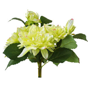 Flowers: Dahlia Flower Bouquet - Lemon Cream