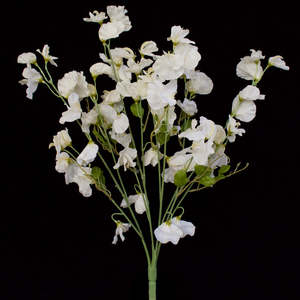 Sweet Pea Flowers - White Pearl - Box Lot Deal (3)