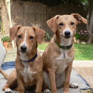 Products: Daycare - 2 dogs definecanine