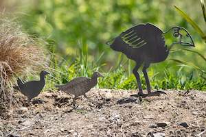 Birds: Pukeko Family