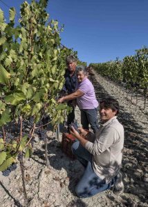 Products: 2023 Martoccia Poggio Apricale Toscana IGT