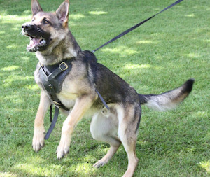 Dog Harness: Biothane Harness  with Padded Chest Plate