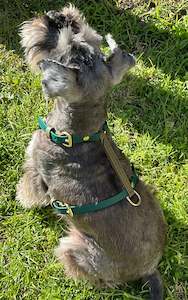 Dog Harness: Biothane Harnesses