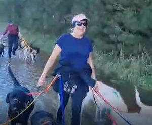 Professional Dog Training Trainer Range: Dog Walking Belt (Single Anchor Point)