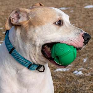 Best Sellers: PetKore Flotek Ball for dogs
