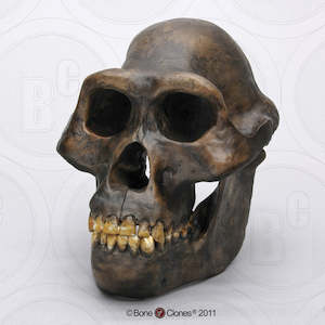 Australopithecus Afarensis Skull