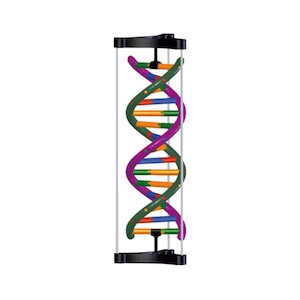 DNA Double Helix Model Student Kit