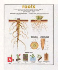 Roots Structure Educational Poster – 520 × 760 mm