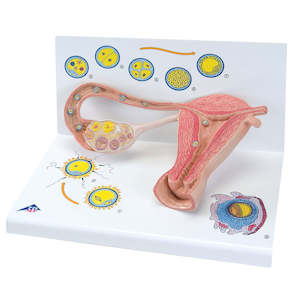 Anatomy: Ovaries & Fallopian Tubes Model with Stages of Fertilization 2-times magnified - 3B Smart Anatomy