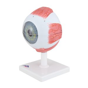 Anatomy: Human Eye Model 5 times Full-Size 6 part - 3B Smart Anatomy
