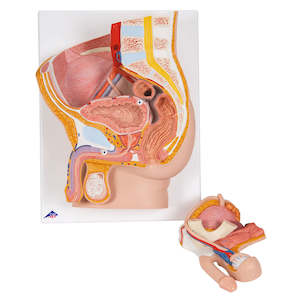 Anatomy: Male Pelvis Model in Median Section 2 part