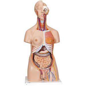 Anatomy: Deluxe Dual Sex Human Torso Model, 24 part