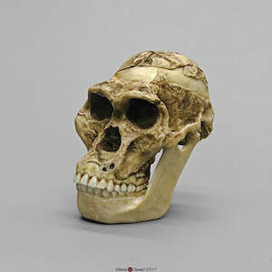 Anthropology: Australopithecus Africanus Skull