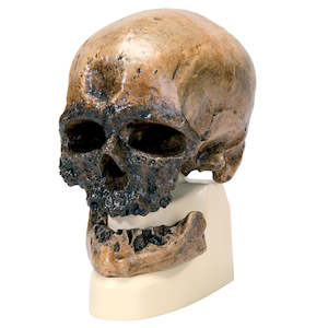 Anthropology: Homo Sapiens Skull (Crô-Magnon) Skull