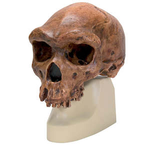 Anthropology: Skull Broken Hill / Kabwe H.Rhodesiensis