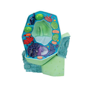 Botany: Typical Plant Cell Model