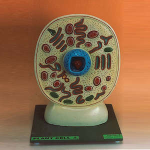 Botany: Typical Plant Cell