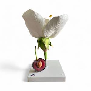 Botany: 3B Scientific® Cherry Blossom with Fruit (Prunus avium) Model – Enlarged