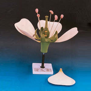 Botany: Typical Flower Model