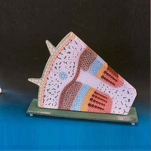 Botany: Dicotyledenous Plant Stem, T.S. & L.S.