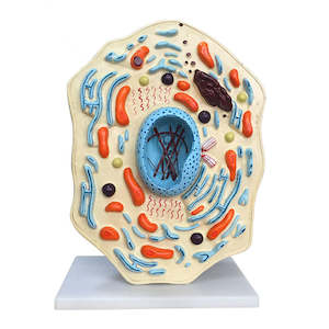 Typical Animal Cell Model PVC