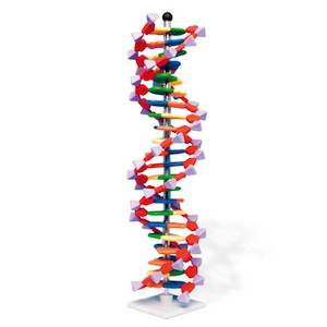 DNA Double Helix Model, 22 Segments, miniDNA Kit