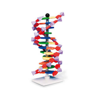 Cellular: DNA Double Helix Model, 12 Segments, miniDNA® Kit