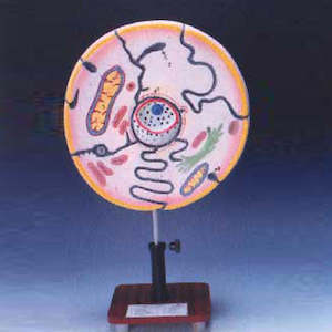 Cellular: Typical Animal Cell Model