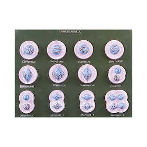 Meiosis Animal Model