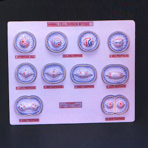 Cellular: Mitosis Animal Model