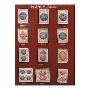 Meiosis Plant Model