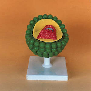 Cellular: Aids Virus Model