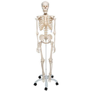 Products: Human Skeleton Model Stan