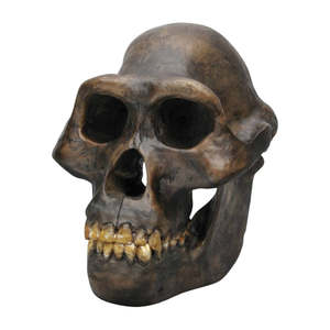 Australopithecus Afarensis Skull Model (Bone Clones®)