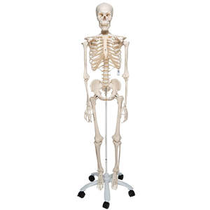 Products: Human Skeleton Model “Stan” – Life-Size with Stand & Castors (3B Scientific®)