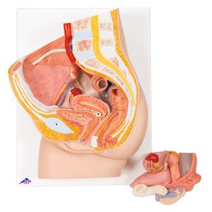 Anatomy: Female Pelvis Model in Median Section – 2 Part (3B Scientific®)