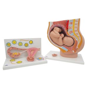 Anatomy Set Pregnancy (3B Scientific®)