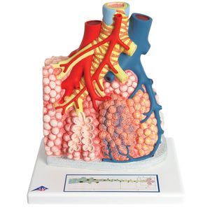 Model of Pulmonary Lobule with Surrounding Blood Vessels, 130 Times Magnified (3&hellip;