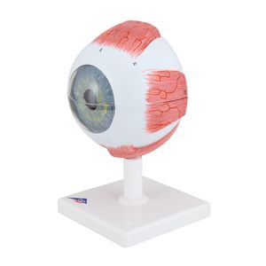 Human Eye Model, 5 Times Full-Size – 6 Part (3B Scientific®)