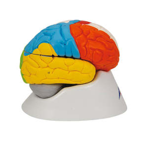 Human Neuro-Anatomical Brain Model – 8 Part (3B Scientific®)
