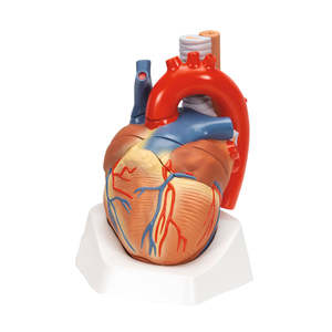 Anatomy: Human Heart Model – 7 Part (3B Scientific®)
